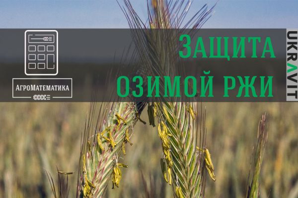Защита озимой ржи