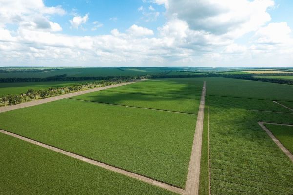 Crop production in Ukraine